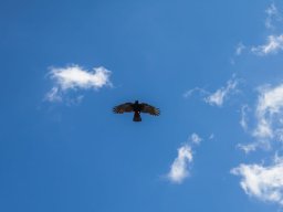 Grossglocknergebiet - Alpendohle